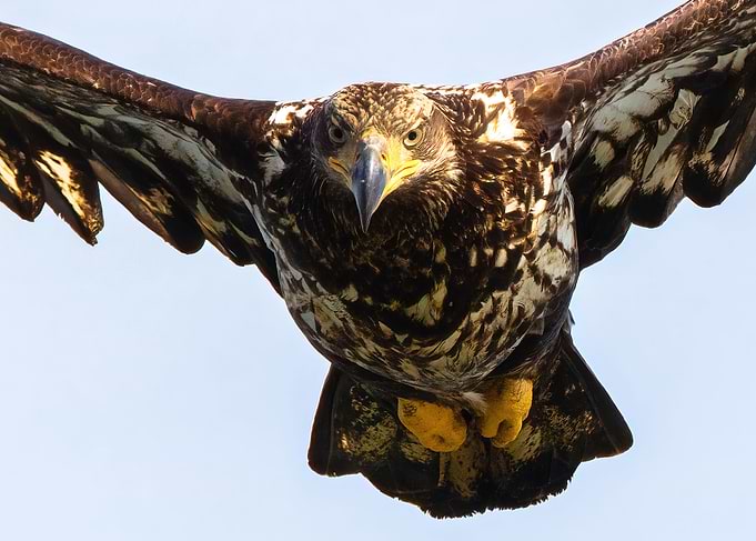 Eyes on Target Bald Eagle