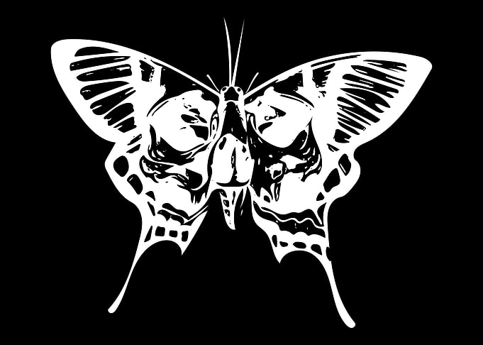Moth Line Art Minimal