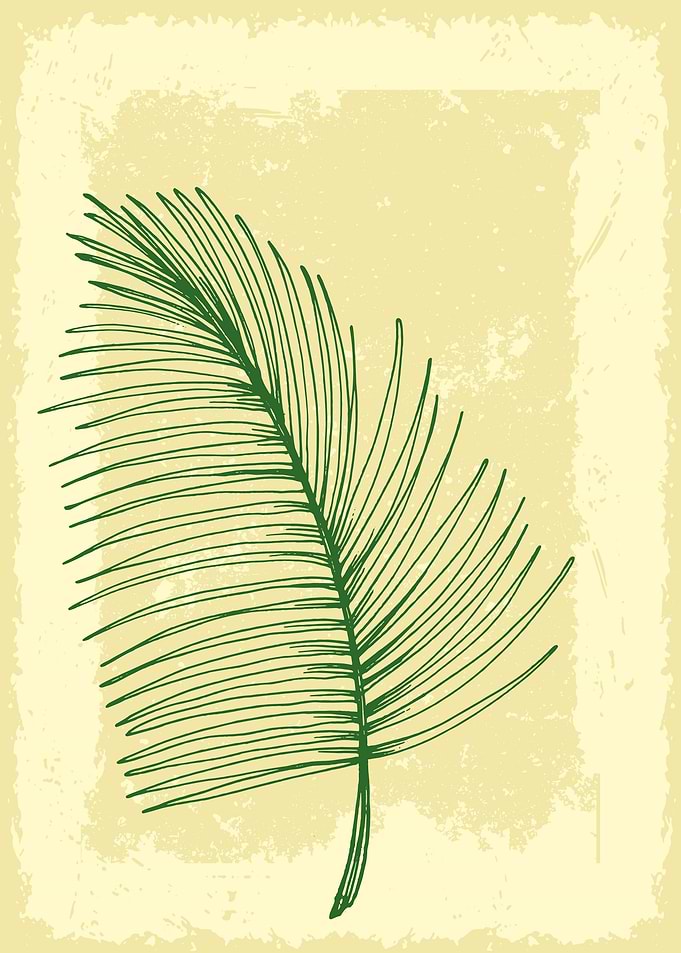 Tropical palm