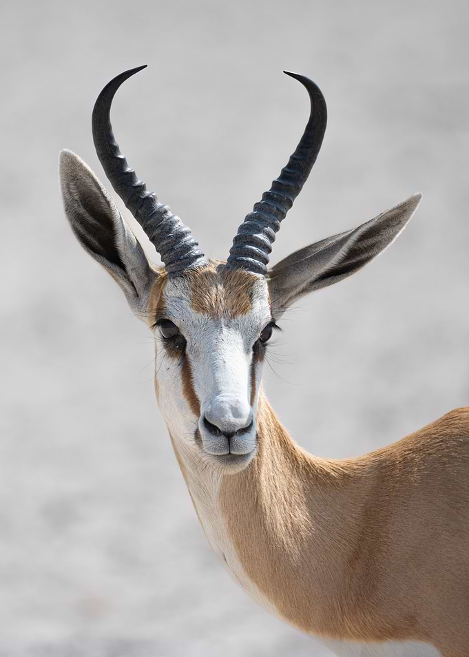 Springbok portrait