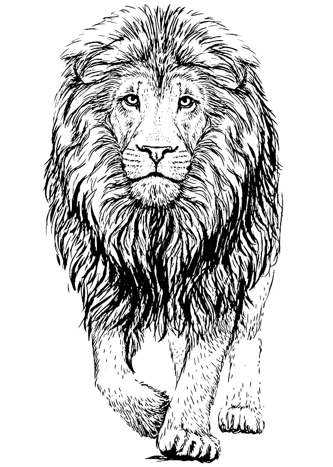 lion