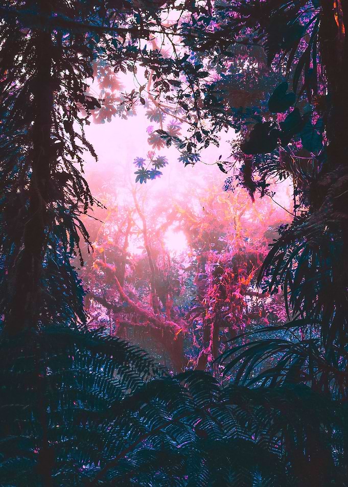 Juicy Rainforest II