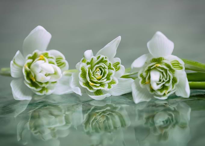 White snowdrops flowers