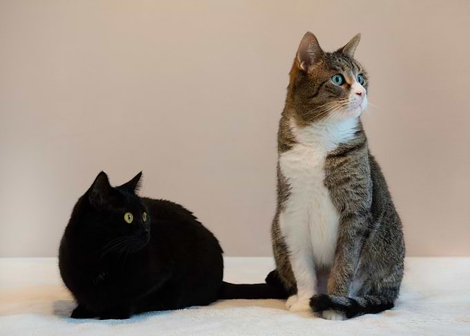 Meows