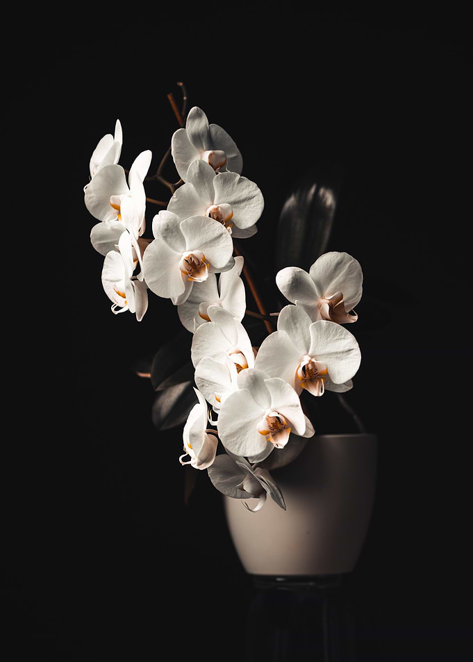 White Orchid in the dark