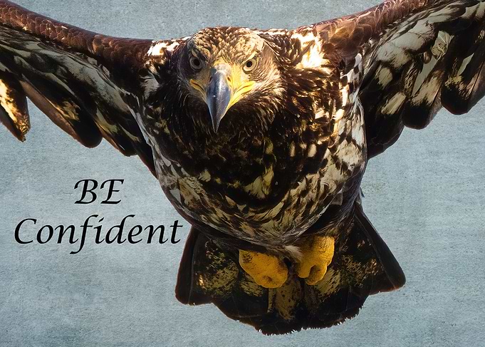 Be Confident Bald Eagle