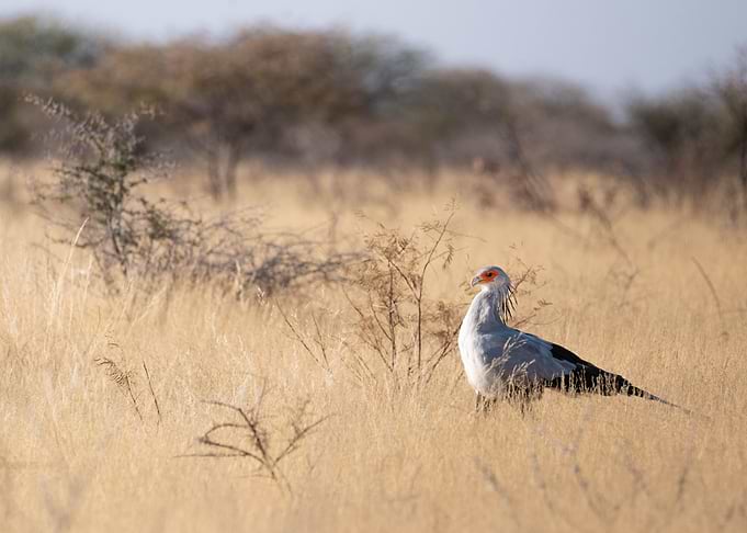 Secretary bird in Namibia