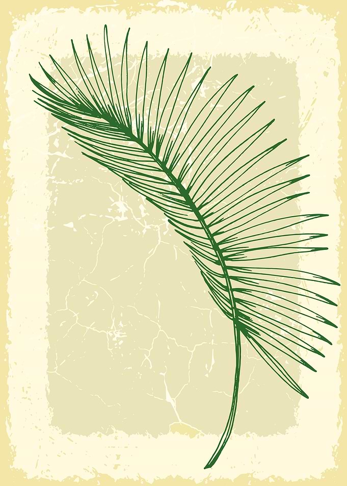 Tropical palm
