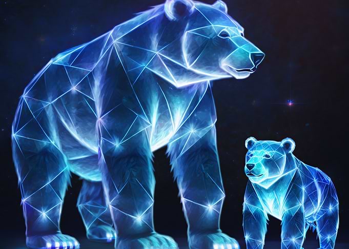 bear picture