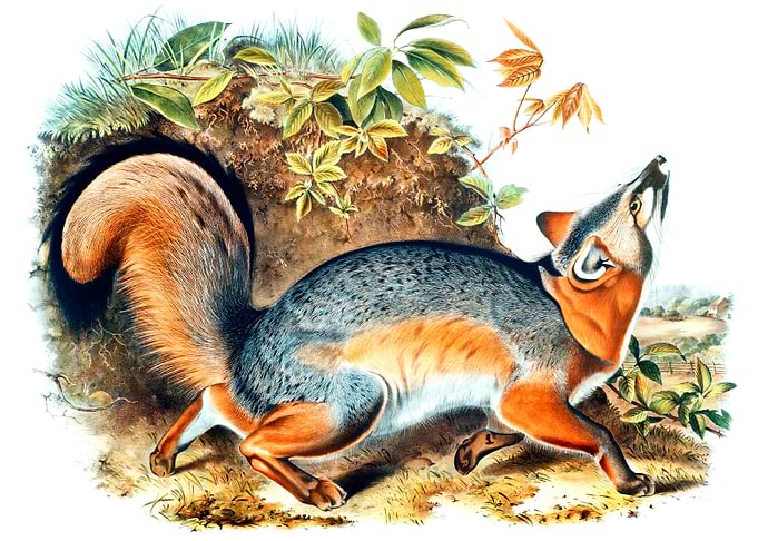 Grey Fox