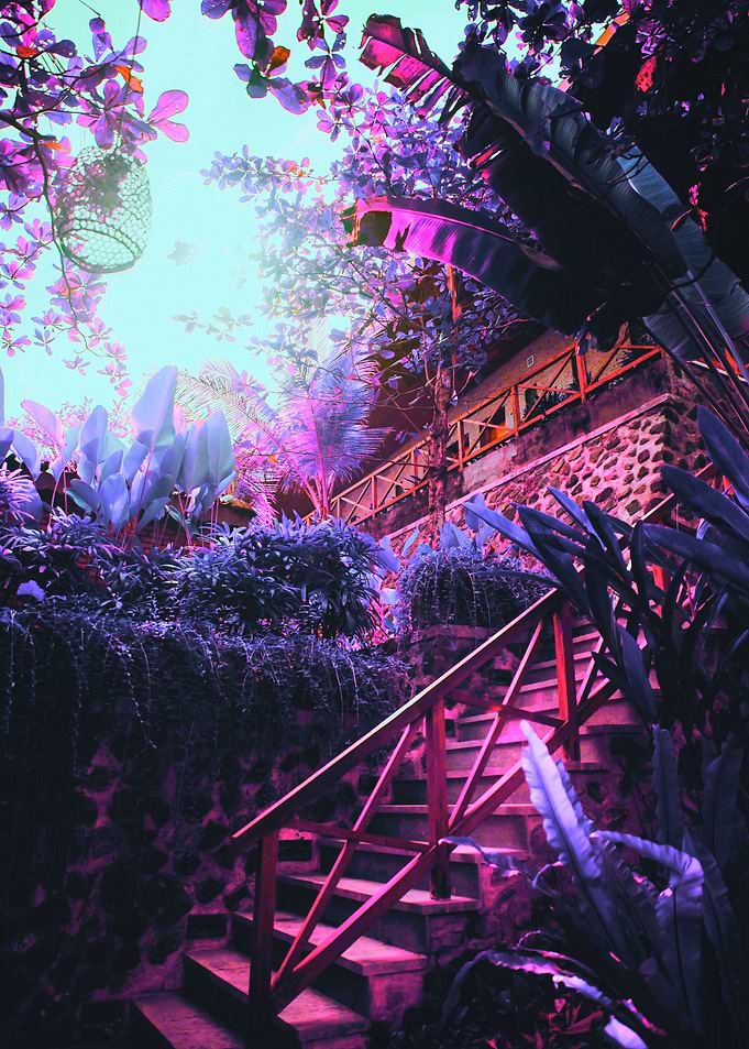 Kiwwi Garden