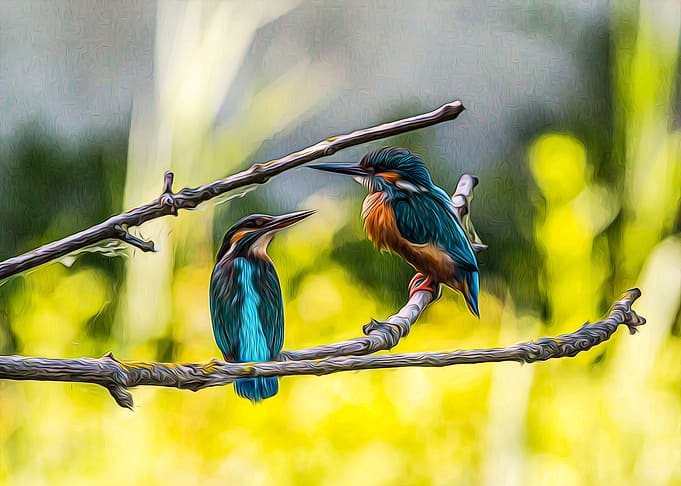 Kingfisher