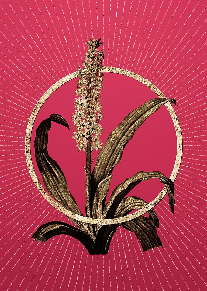 Gold Eucomis Punctata