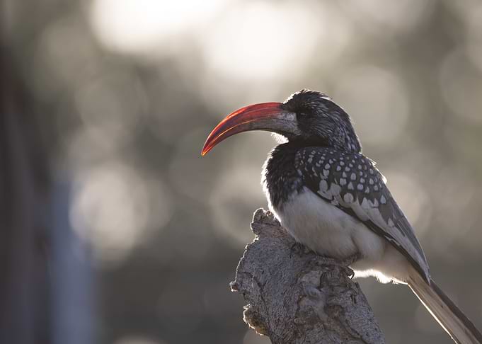 Hornbill at sunrise