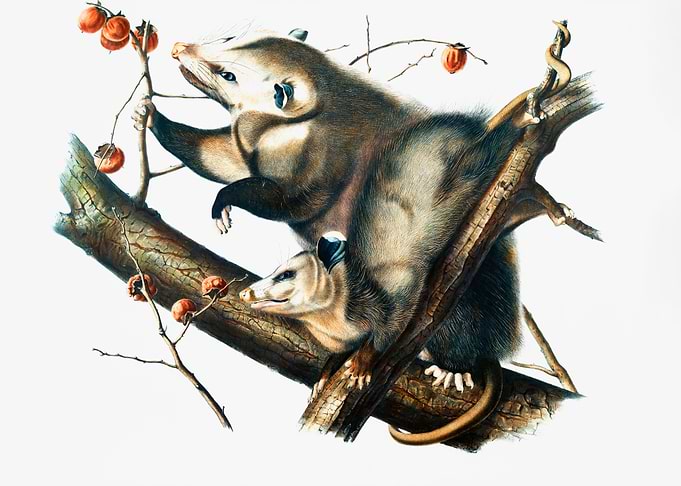 Virginia Opossum