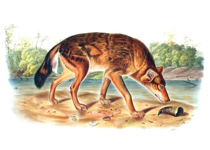 Red Texan Wolf