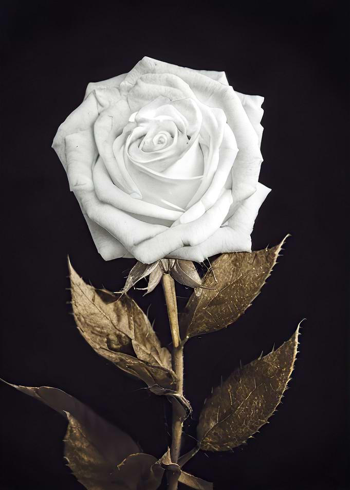 Rosey 008