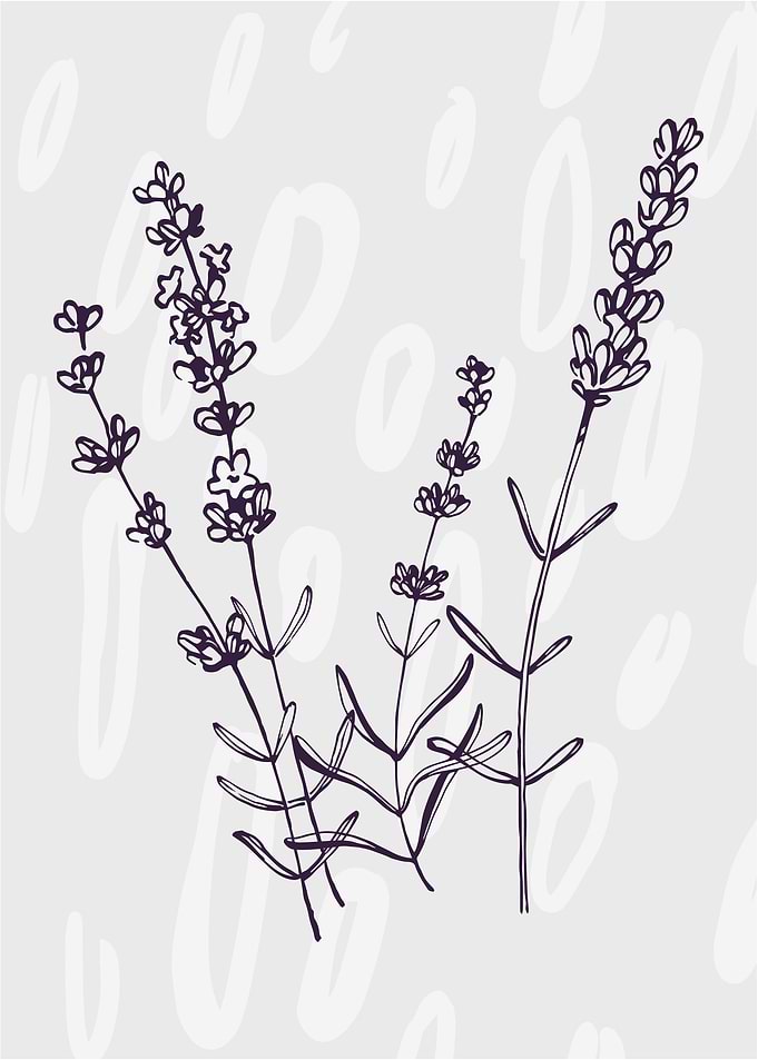 Lavender