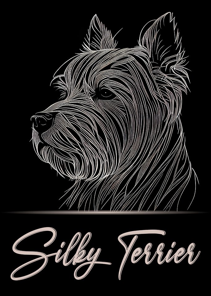 Adorable Silky Terrier