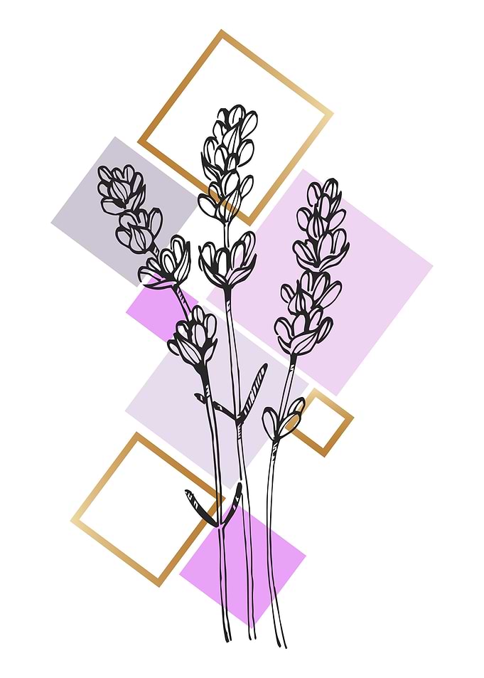 Lavender