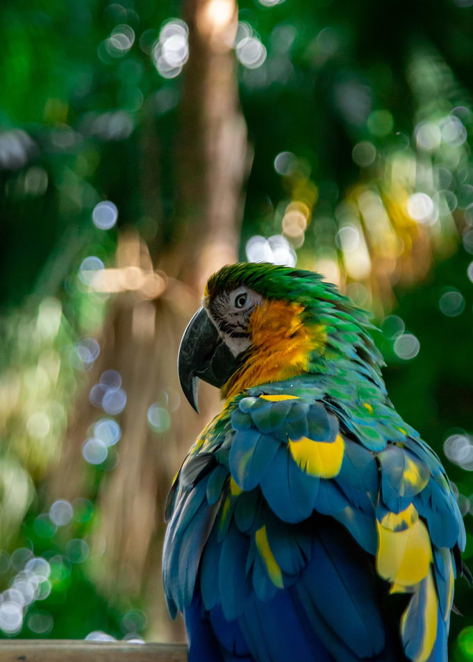 Parrot x