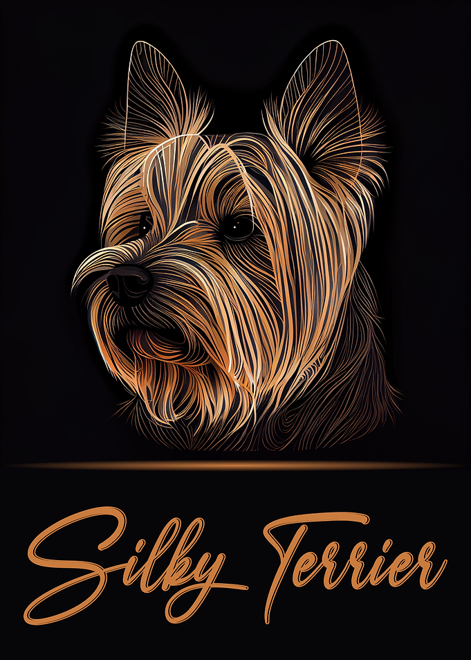 Silky Terrier Portrait