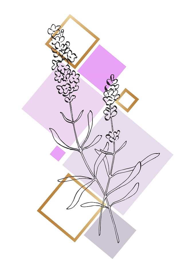 Lavender