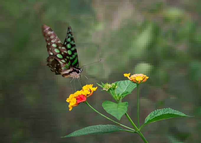 Green Spotted Butterfly