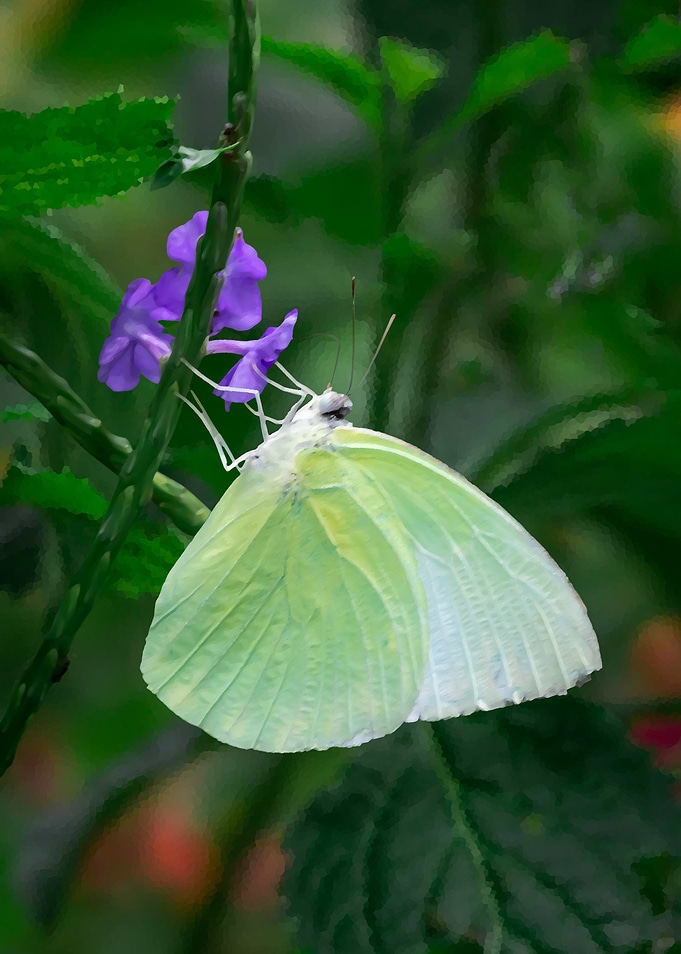 Pink Butterfly