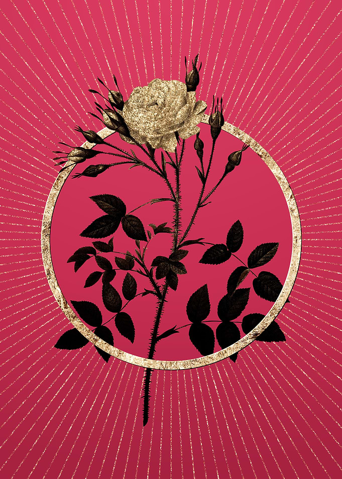 White Rose of Rosenberg