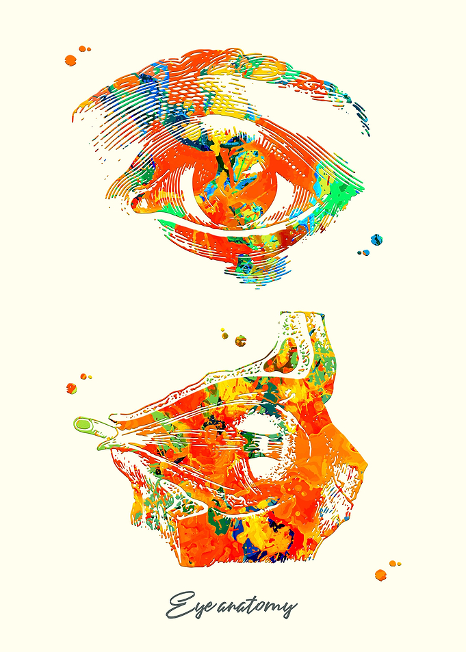 Eye anatomy