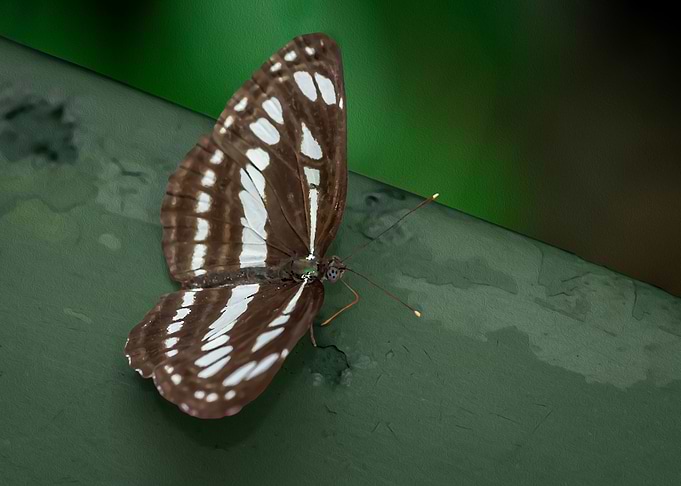 Spotted Butterfly