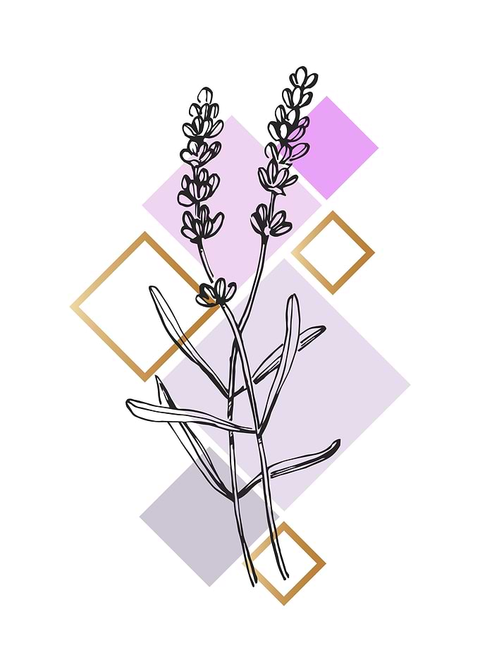 Lavender
