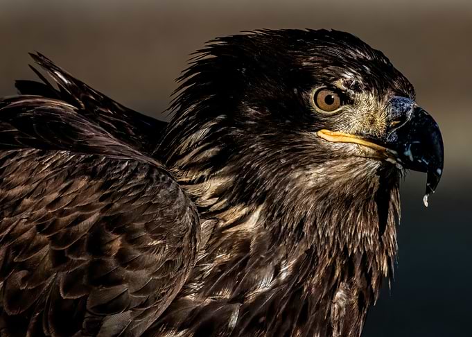 Juvenile Bald Eagle