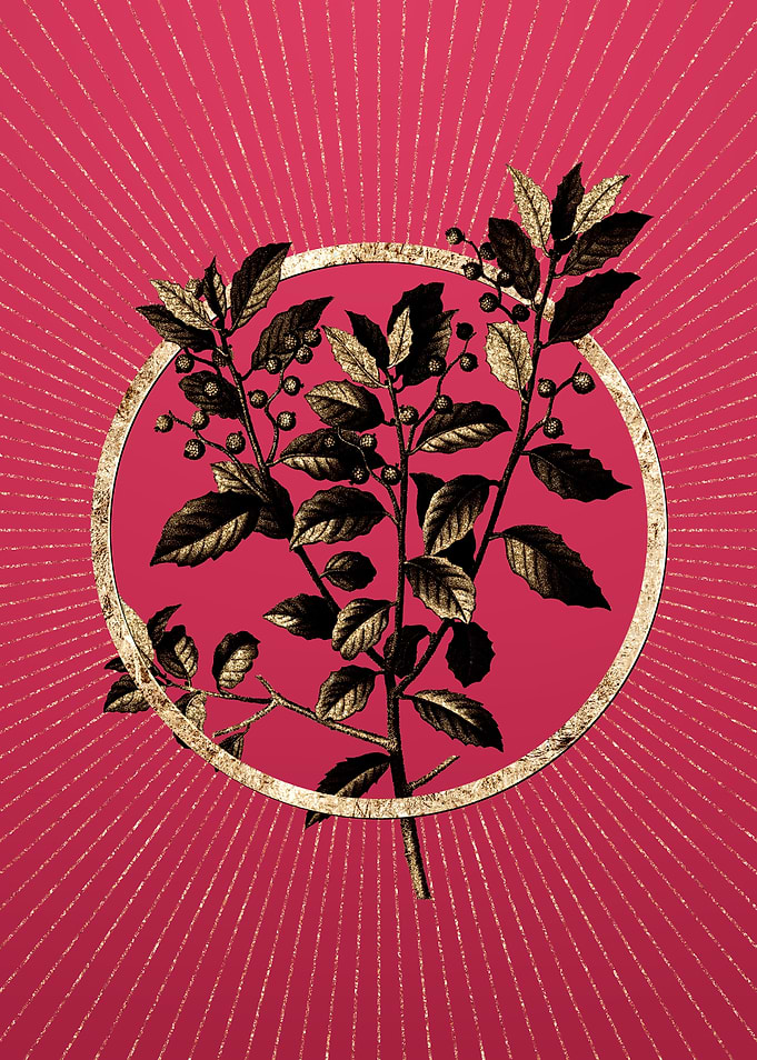 Viva Magenta Evergreen Oak