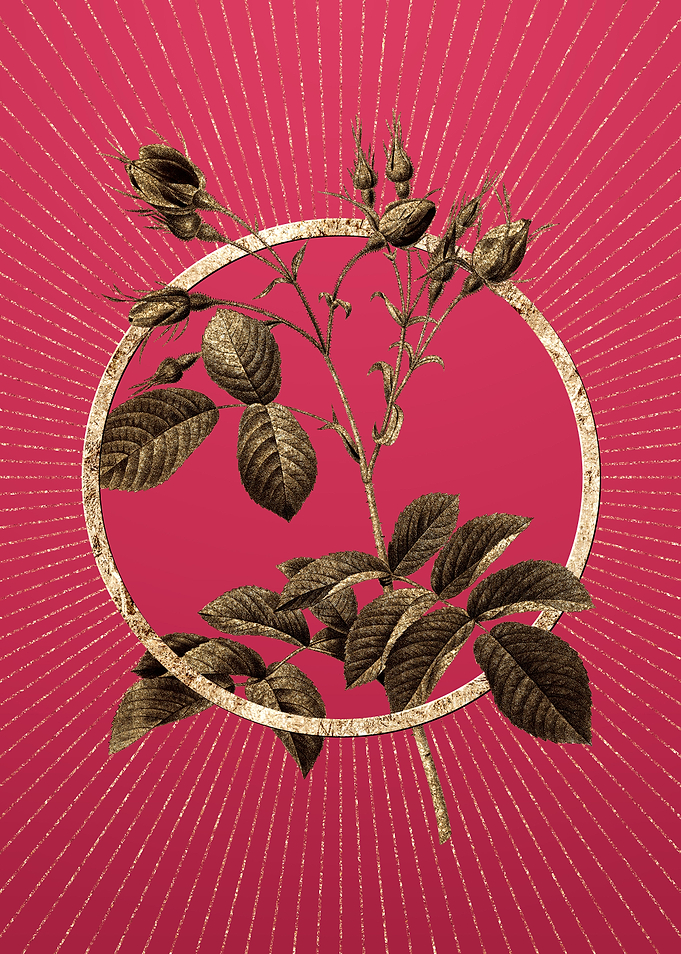 Gold Crimson Evrats Rose