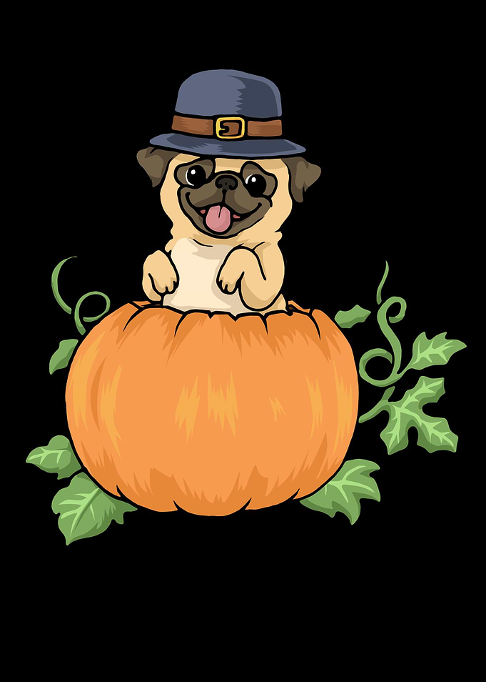 Thanksgiving Pumpkin Pug