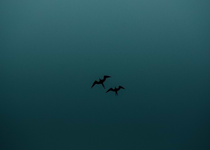 Fly from Ocean