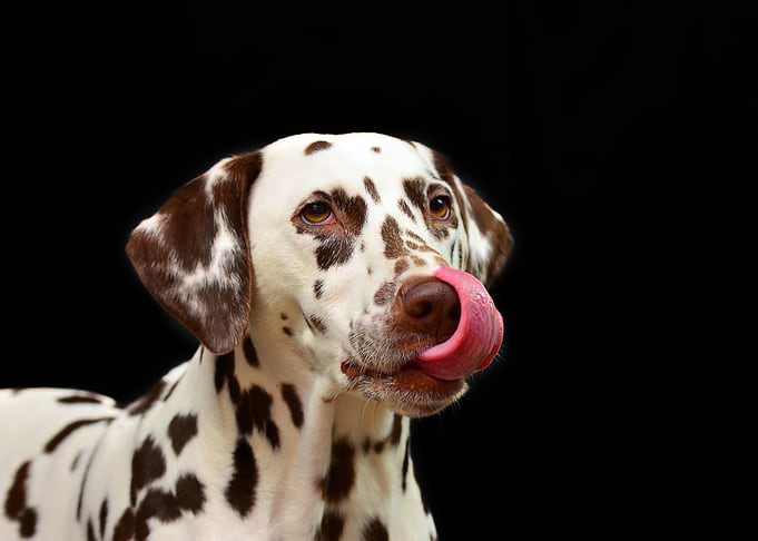 Cute Dalmatian
