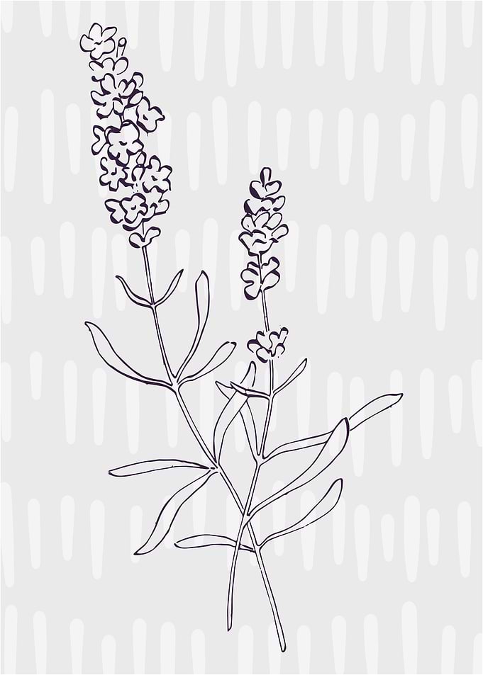 Lavender