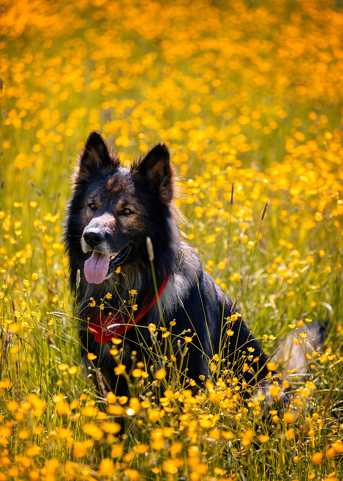 German Shepherd in meadow