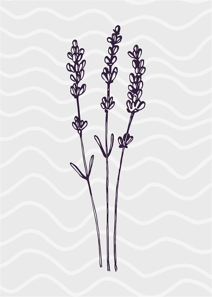 Lavender