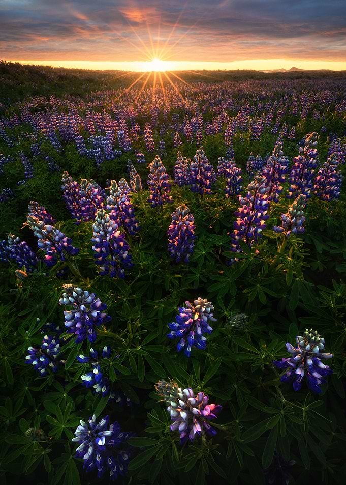 Lupine Flowers Sunrise