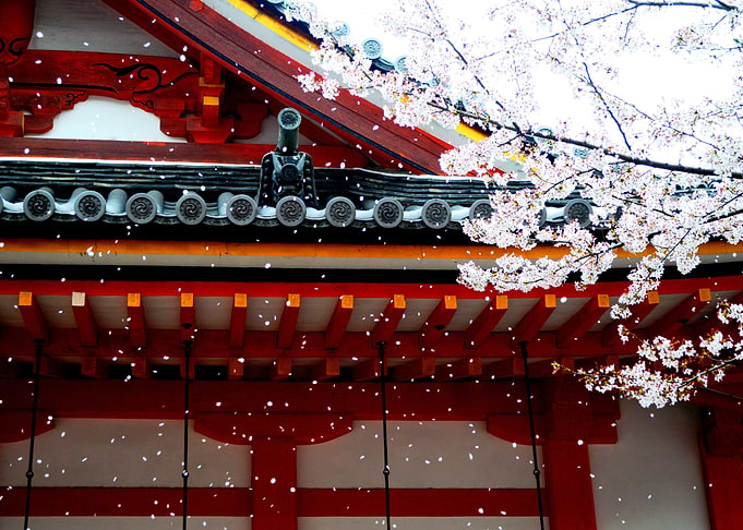 Cherry Blossom Temple