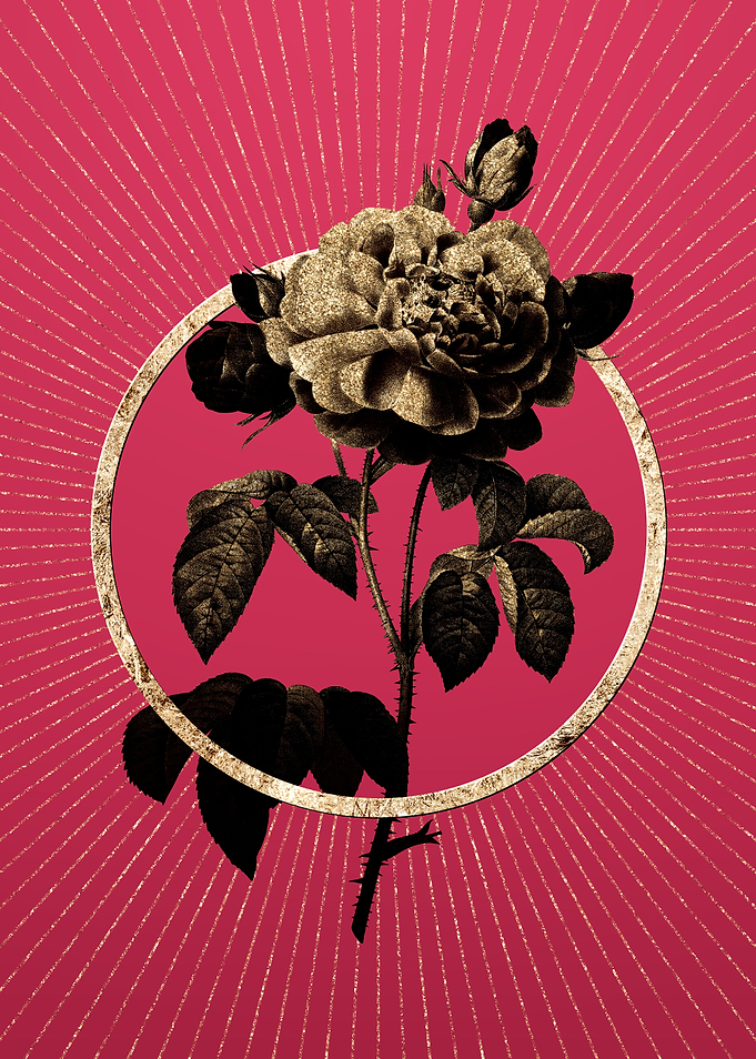 Duchess of Orleans Rose