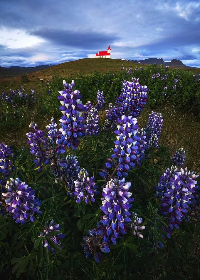 Lupine Flowers in Iceland