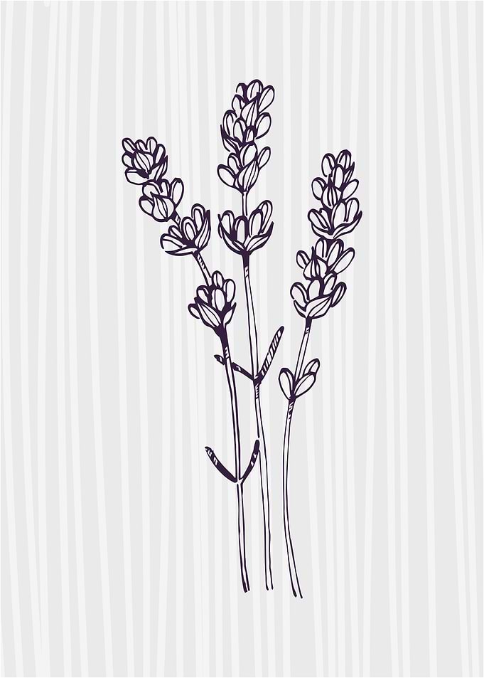 Lavender