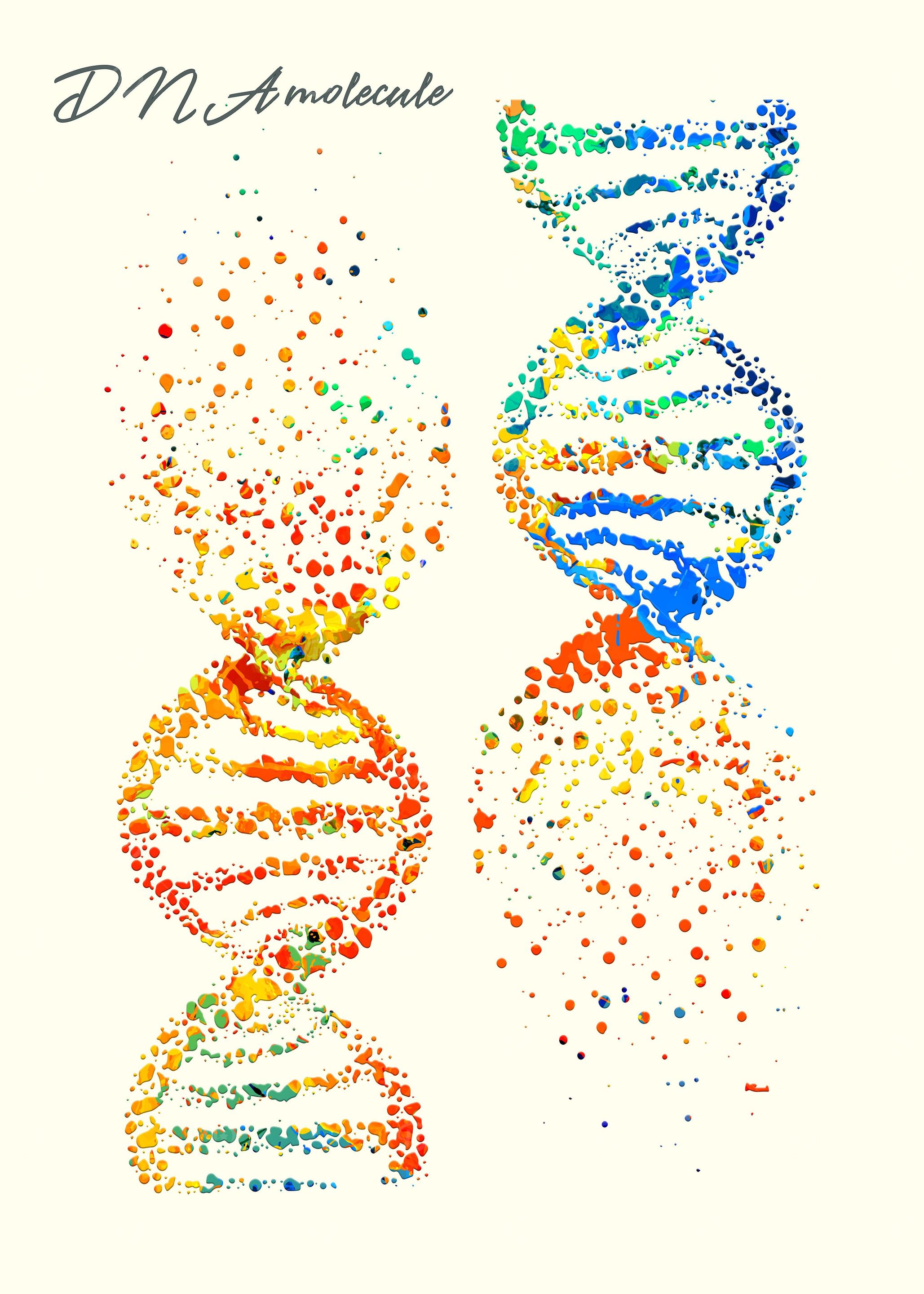 DNA molecule