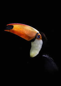 Portrait of a Toco Toucan