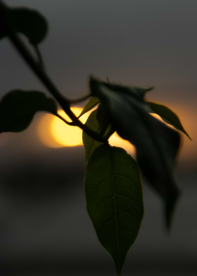 Greenery Sun